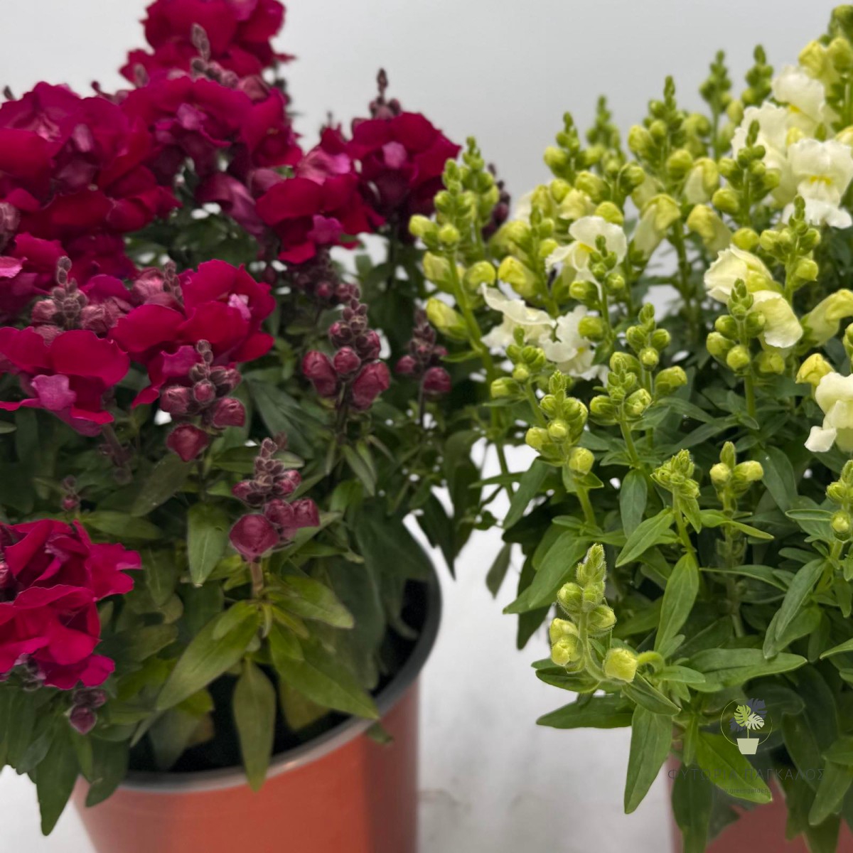 Σκυλάκι (Antirrhinum majus) | Ανθοφόρο Φυτό με Πλούσια Πολύχρωμη Ανθοφορία - 2